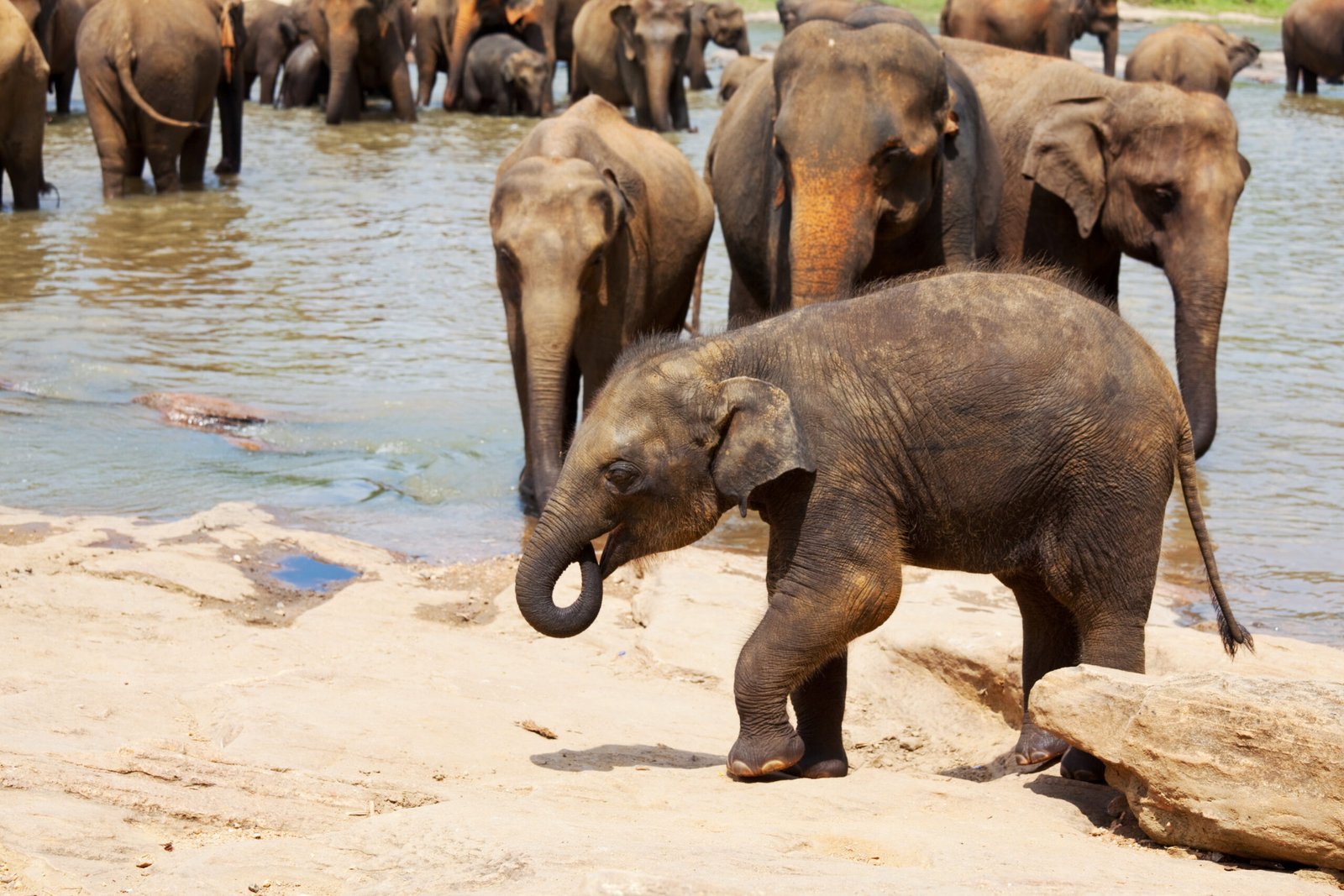 Sri Lanka Tropical Beaches