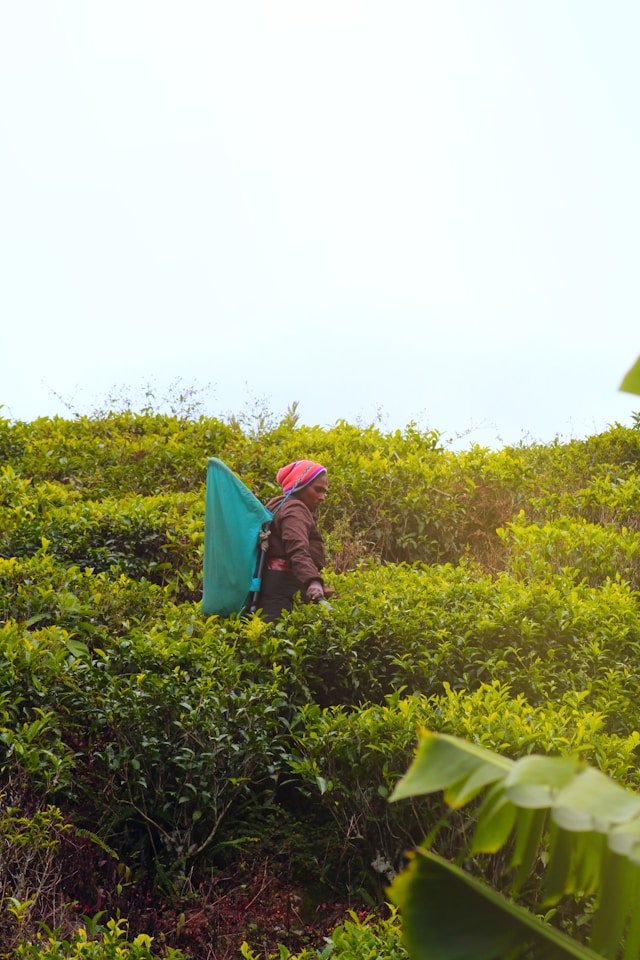 Nuwara Eliya