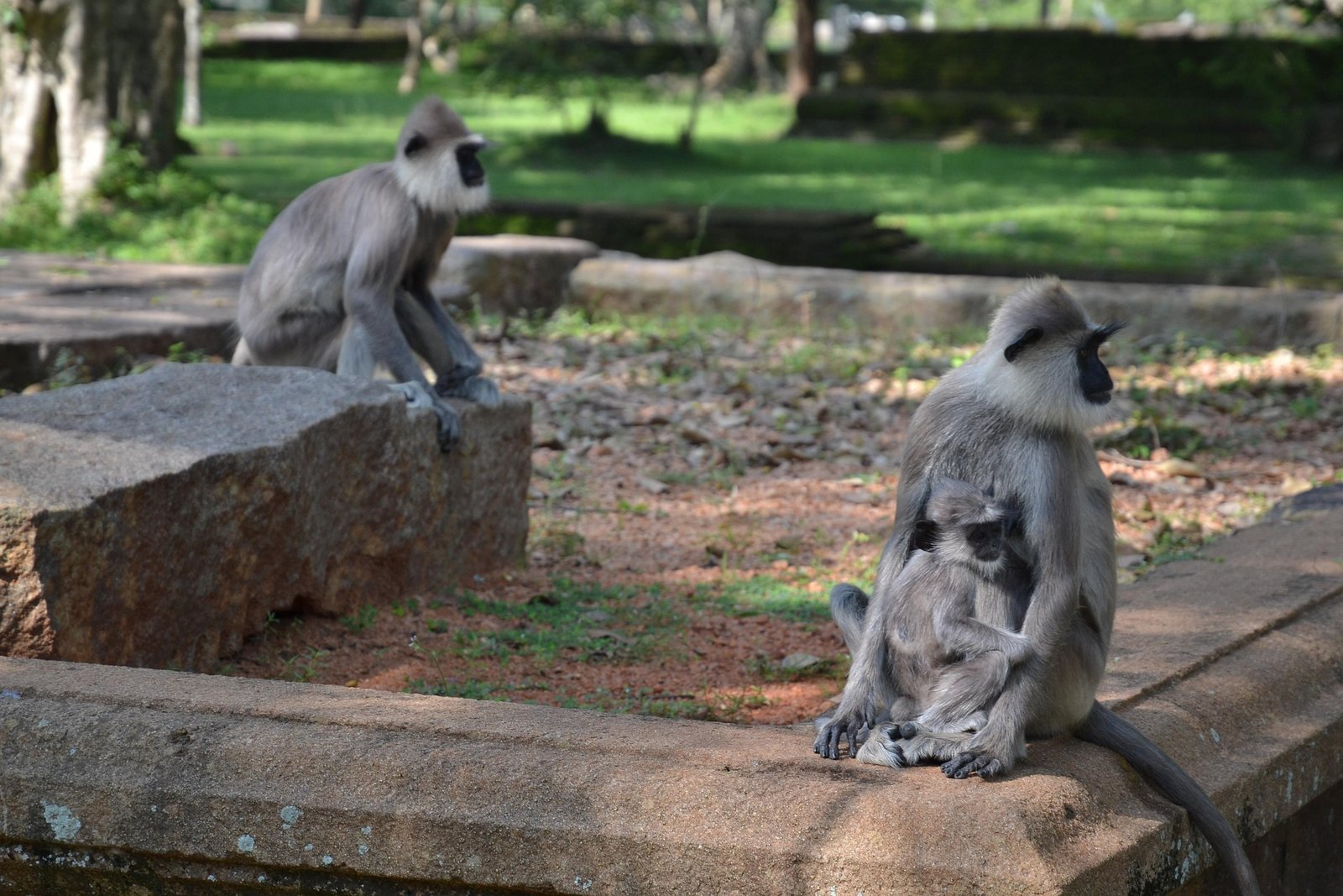 nataliesirova-sri-lanka-2784554_1920