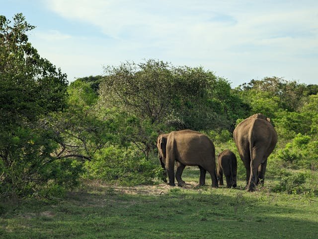 Elephants in Yala