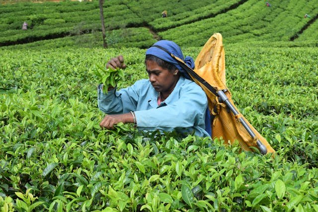 Tea pickers