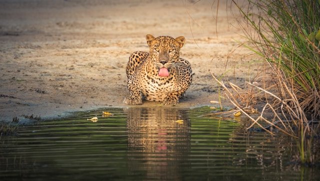 Leopard relaxing on a tree branch in Yala