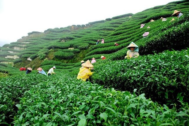 Srimangal tea garden