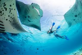 Manta ray