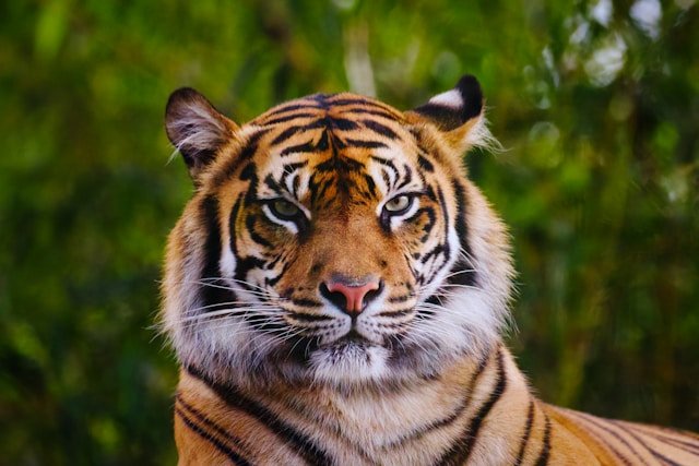 Sundarbans tiger