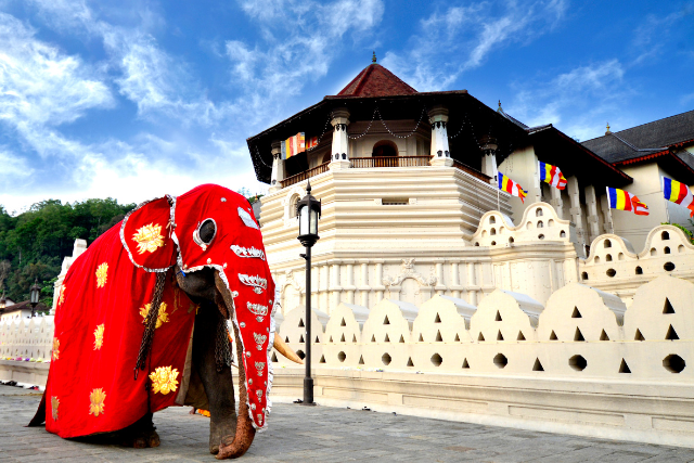 kandy1