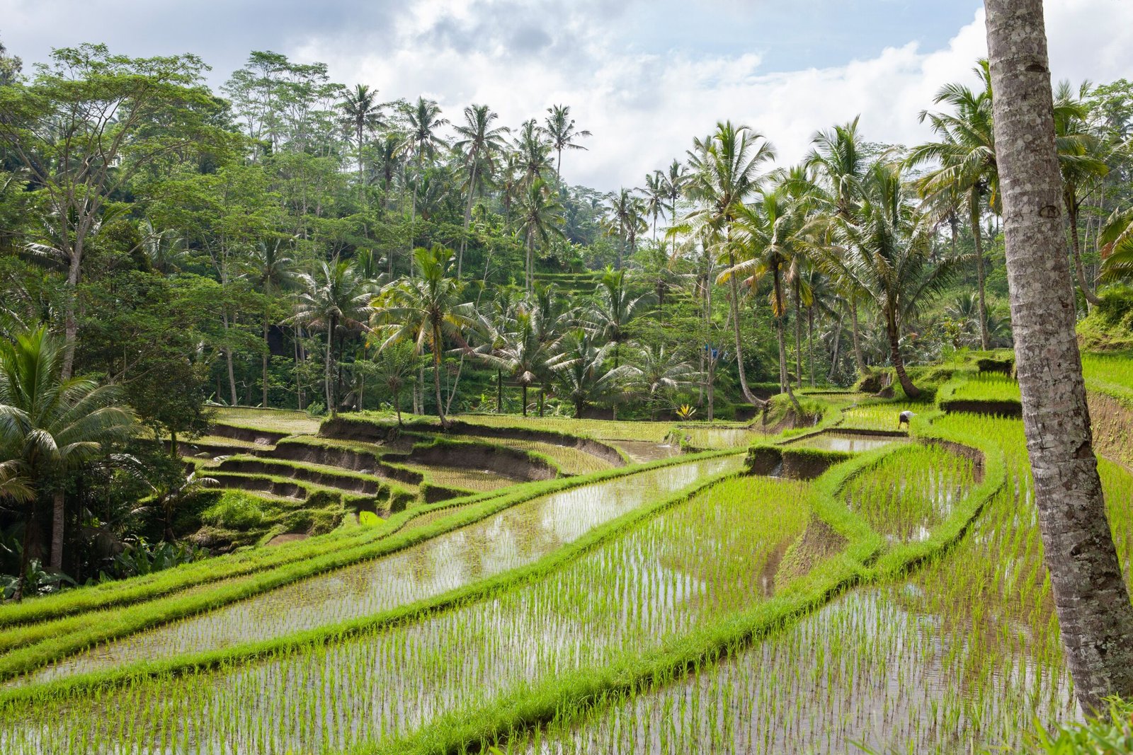 Rice terrace