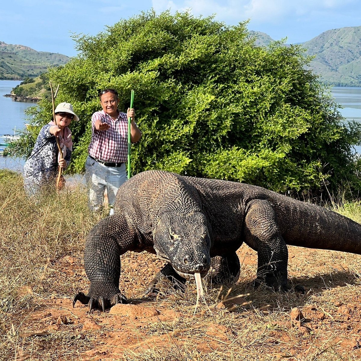 Komodo dragon